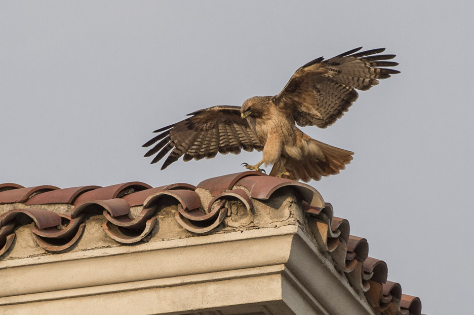 Hawk at the Huntington